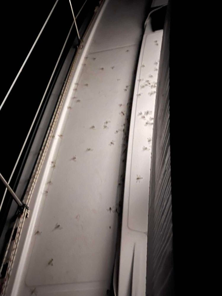 Voyage photo from Traversé Tanger Canaries