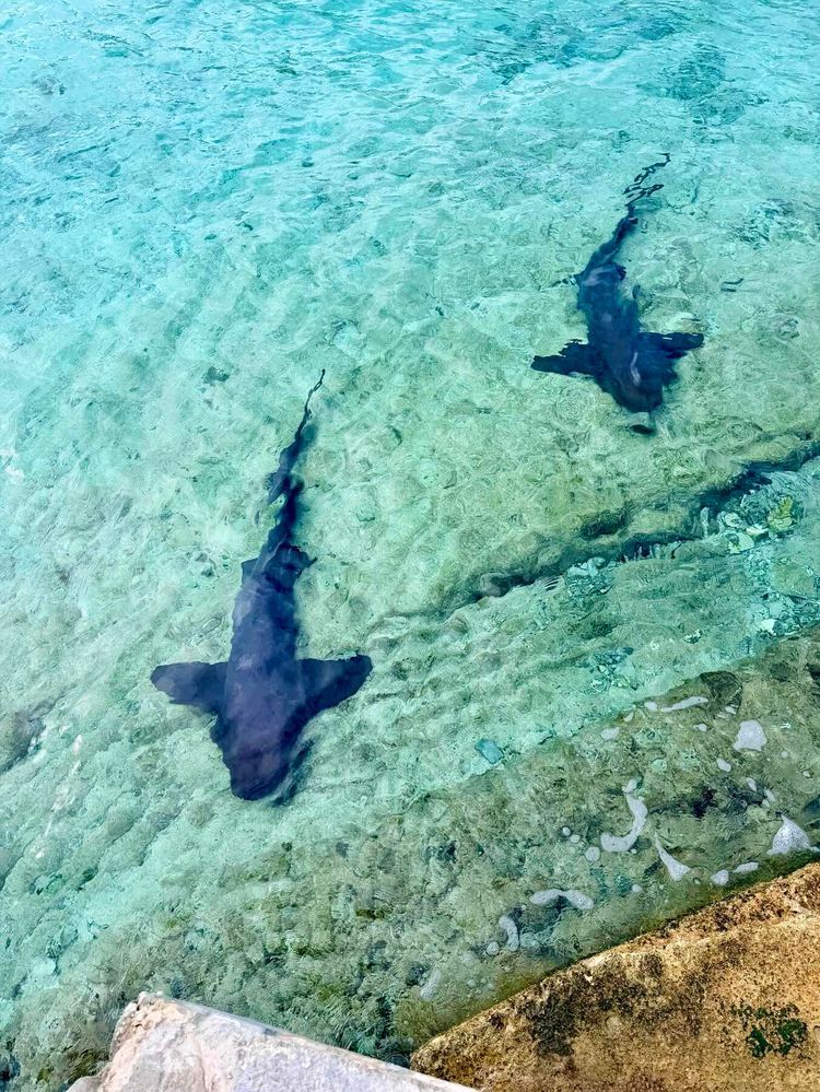 Voyage photo from Staniel Cay - George Town Exumas