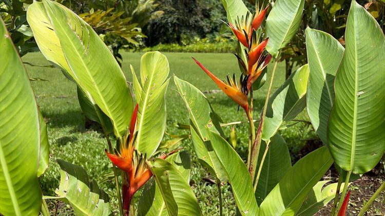 Voyage photo from Baie Faaroa a DYC