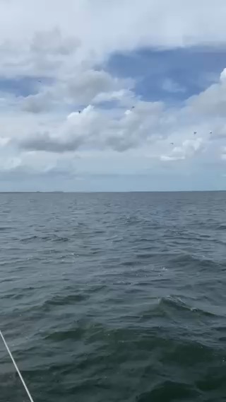 Dolphins on the way to Cape Canaveral_9DC711E6-EFB5-4336-9E8A-28C8D5634883