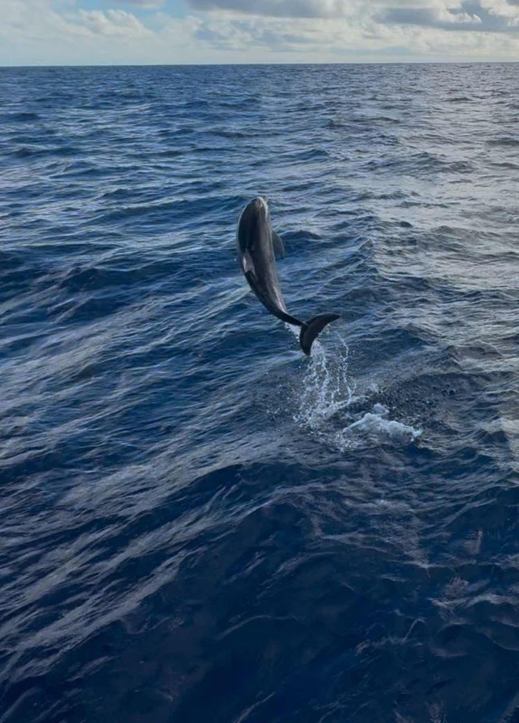 Voyage photo from La Palma Canaries to Cape Verde (Mindela Marina, São Vicente)