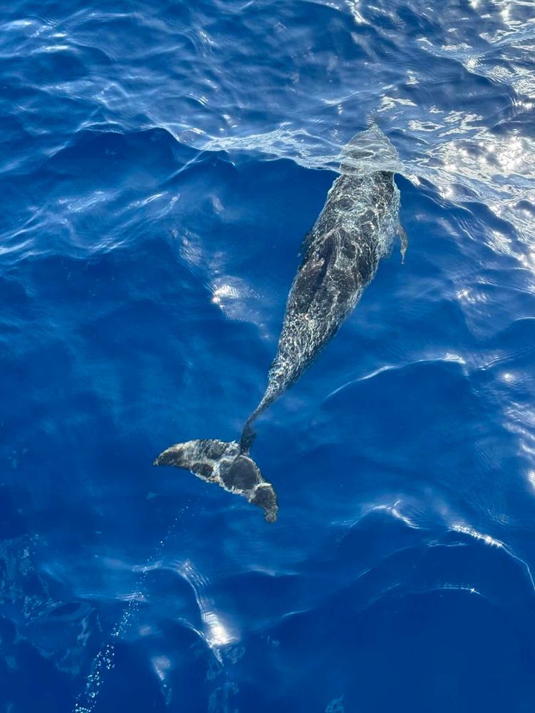 Voyage photo from La Palma Canaries to Cape Verde (Mindela Marina, São Vicente)