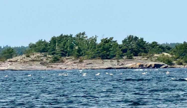 Voyage photo from Harstena Village