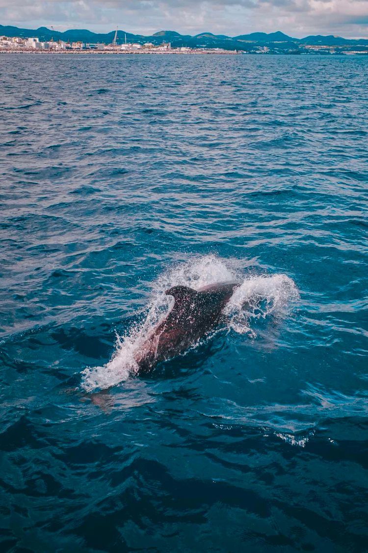 Voyage photo from Azores D1-2