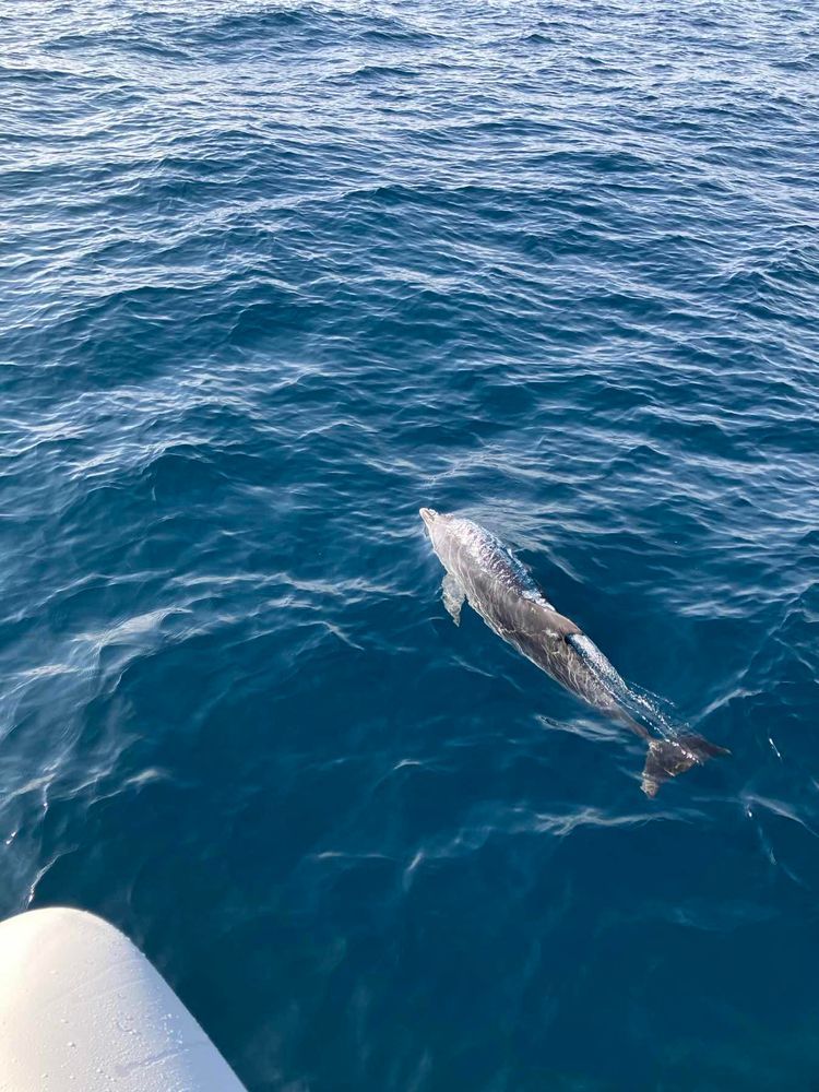 Voyage photo from Wrightsville Beach -> Palm Beach