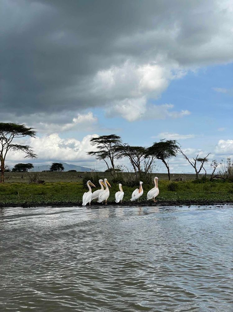 Voyage photo from Hippos and Crescent island 