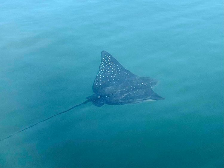 Voyage photo from Punta Moreno to Bahía Isabel