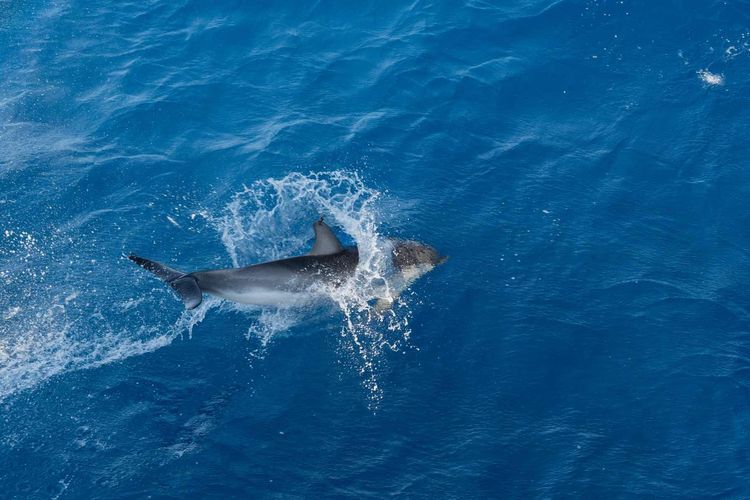 Voyage photo from 2/2 Atlantic Crossing 2025 - Horta to Palma