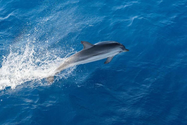 Voyage photo from 2/2 Atlantic Crossing 2025 - Horta to Palma