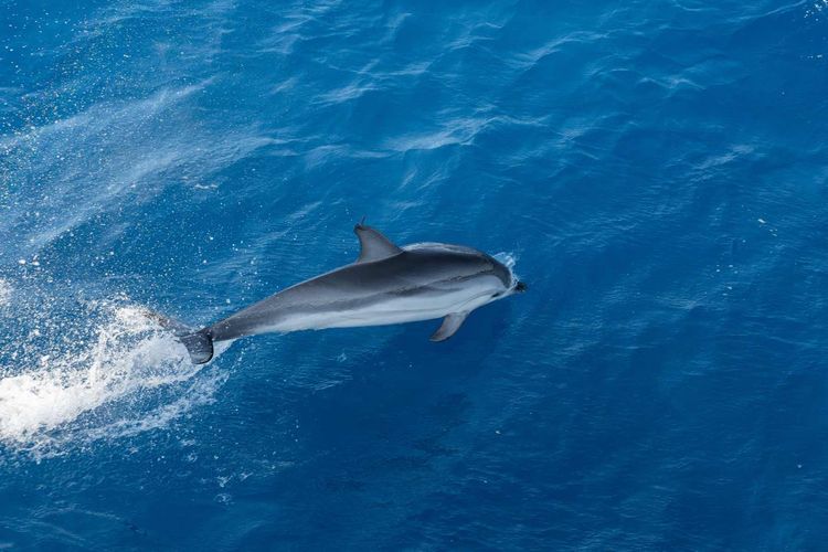 Voyage photo from 2/2 Atlantic Crossing 2025 - Horta to Palma