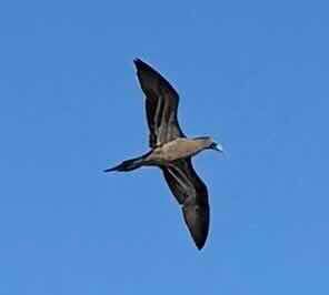 Voyage photo from Up from the Caribbean all the way to Ft Pierce, Fl no stopping 6 1/2 days of sailing