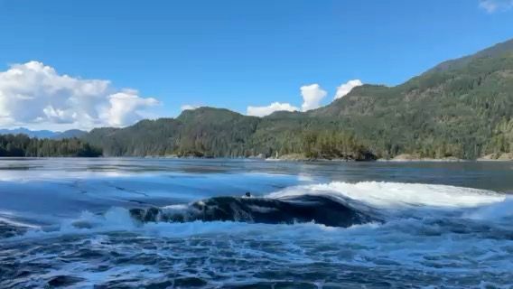 Voyage photo from Princess Louisa Inlet Day 4