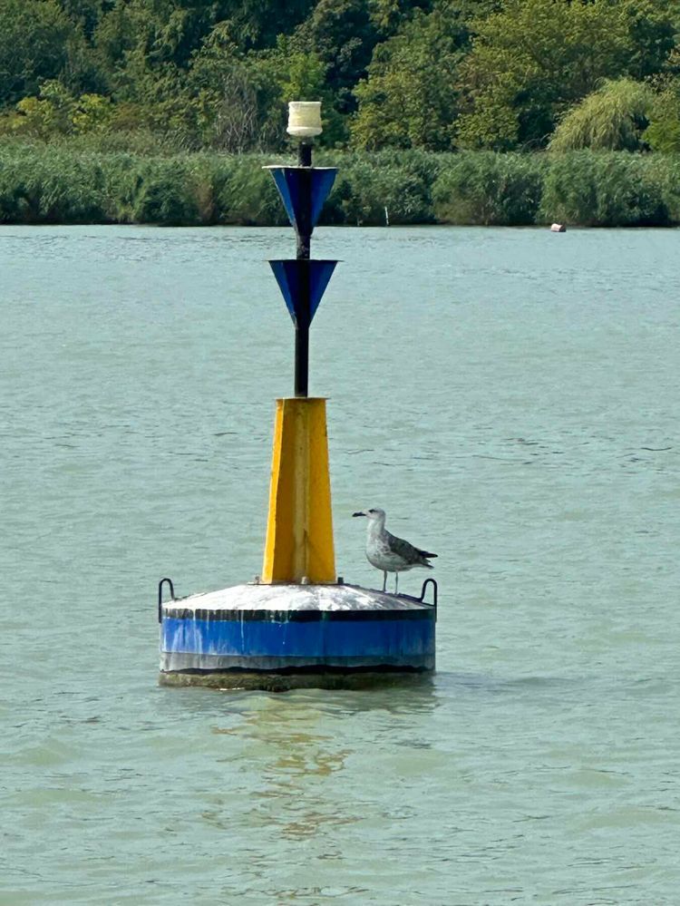 Voyage photo from Fured Daysailing