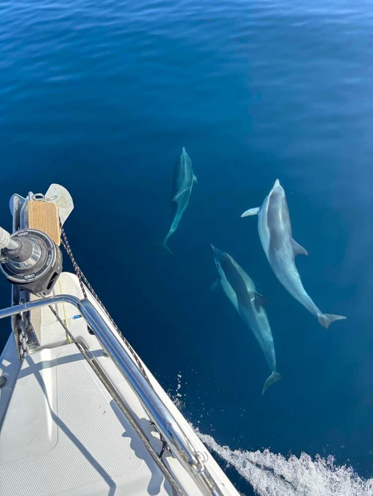 Voyage photo from Return from Catalina No. 42