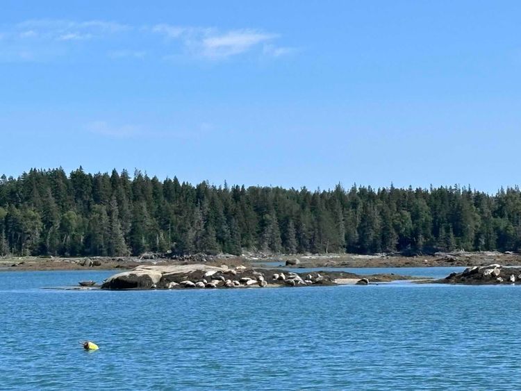 Voyage photo from Castine to Seal Bay