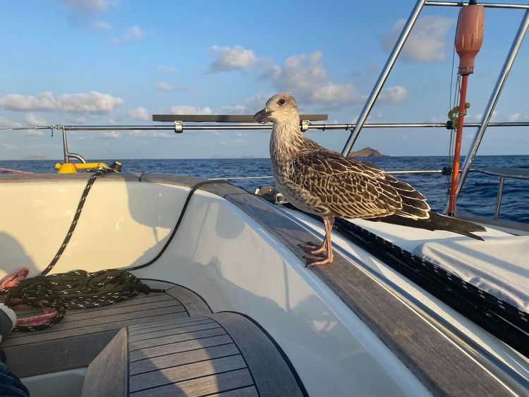 Voyage photo from Around the Atlantic (2)
Canaries, Cabo Verde, mid-Atlantic