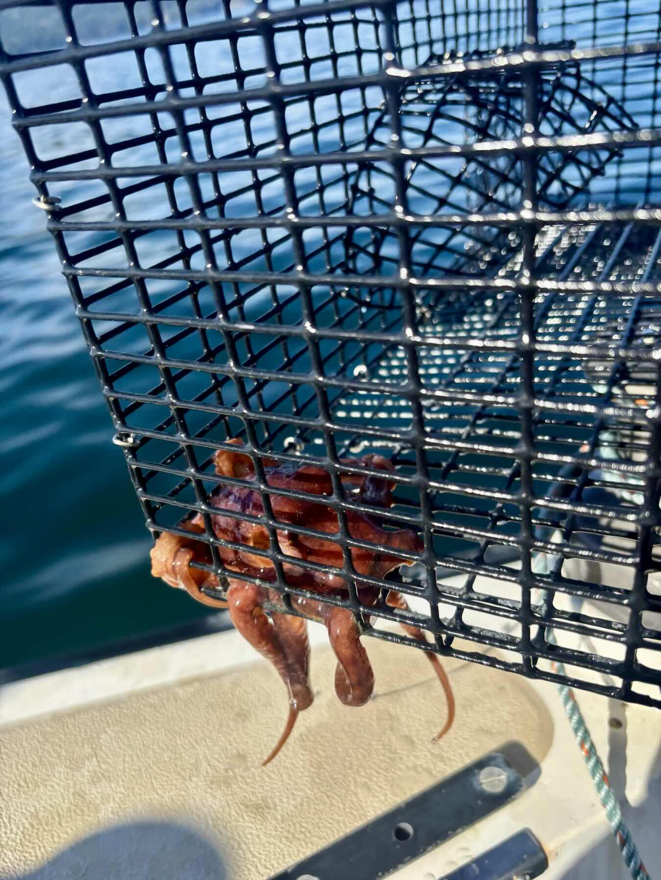 Search for crab and prawn site_97D0A920-5F1E-4D67-B301-BF8F4D5FF9EF