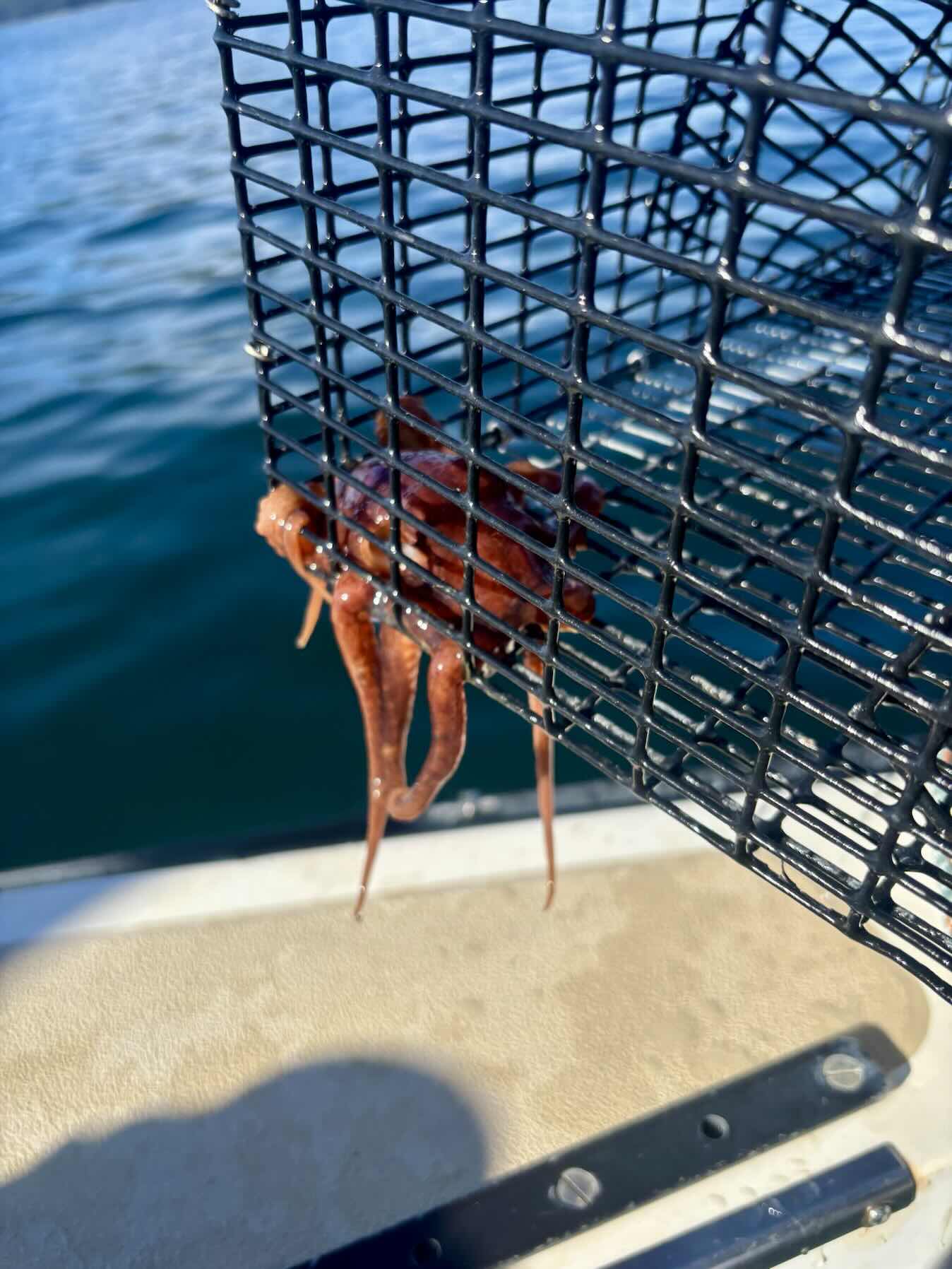 Search for crab and prawn site_F81BB3C7-31F5-4103-991D-8E2910C75C6E