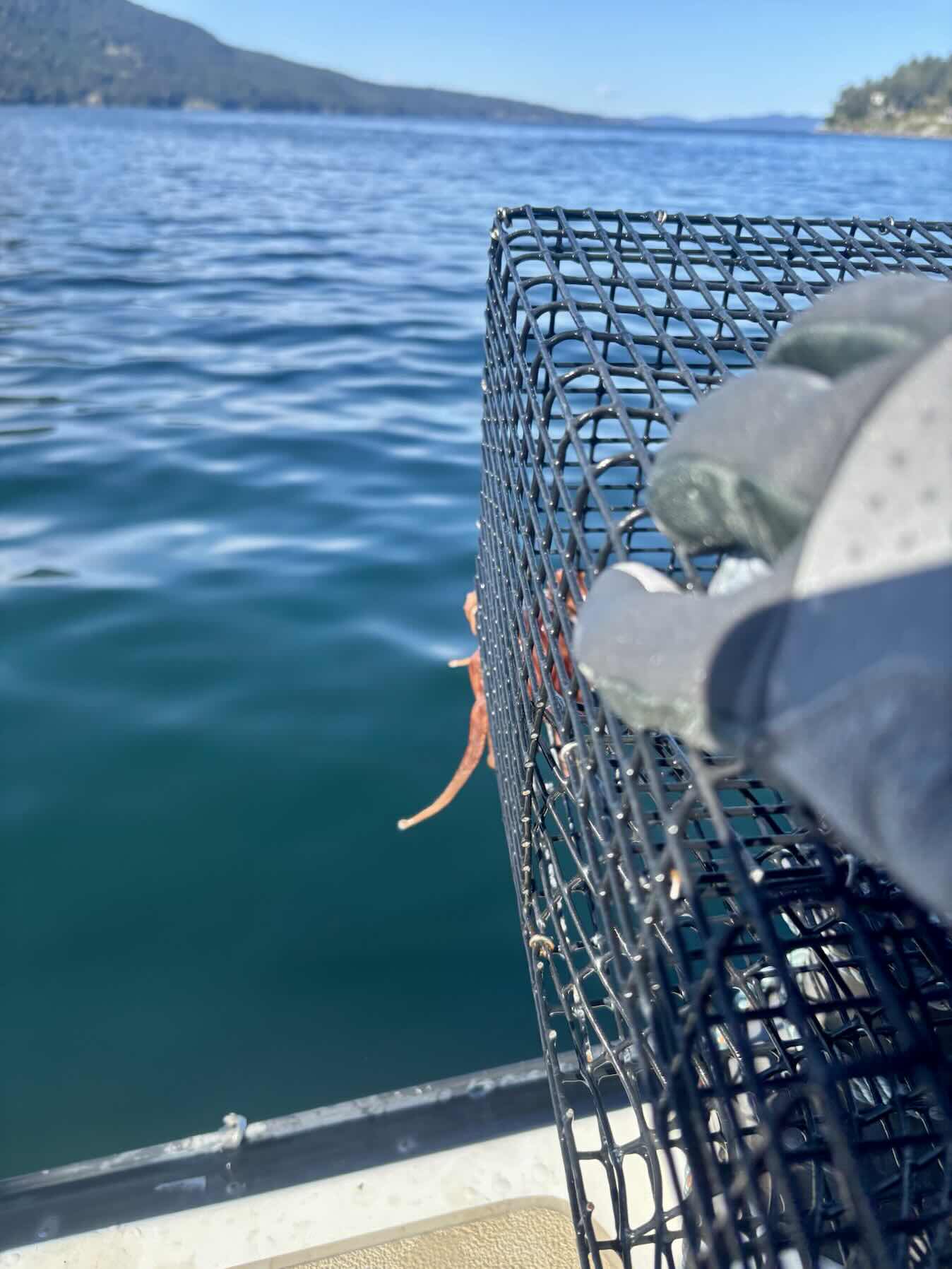 Search for crab and prawn site_FD5268EF-CE2C-4401-BDB3-0B0A3C0361E6