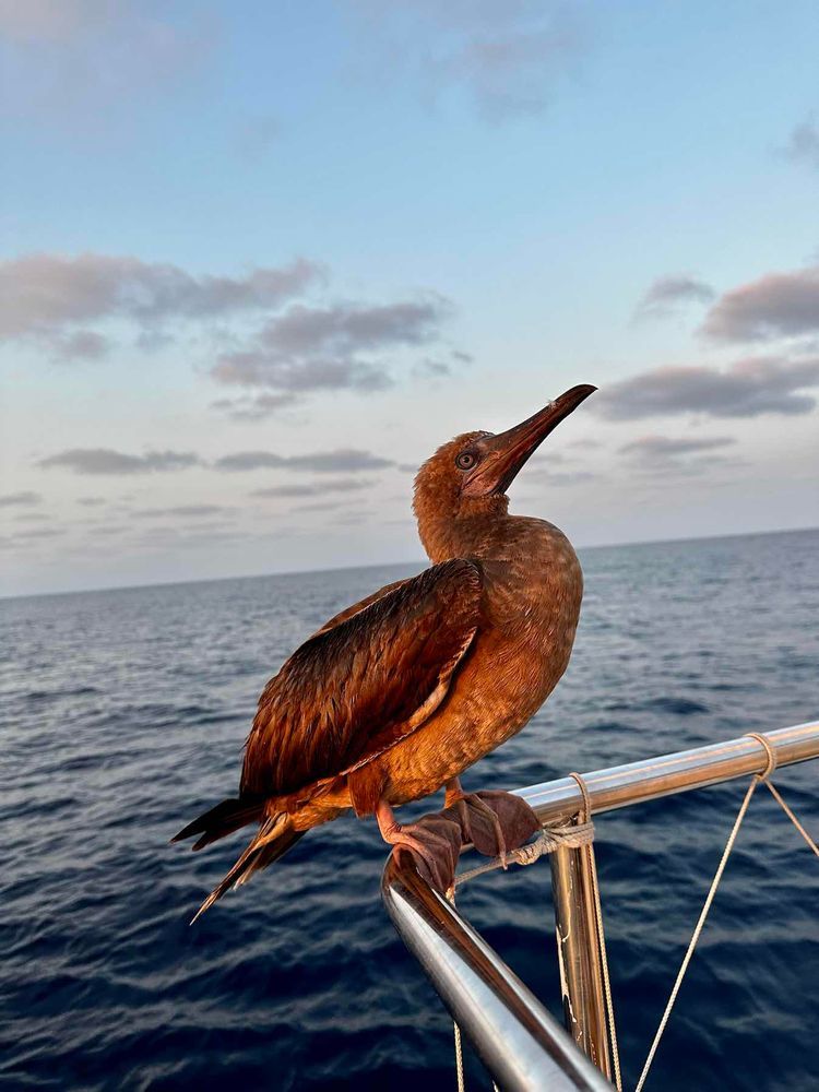 Voyage photo from Clipper Race Seattle to Panama 