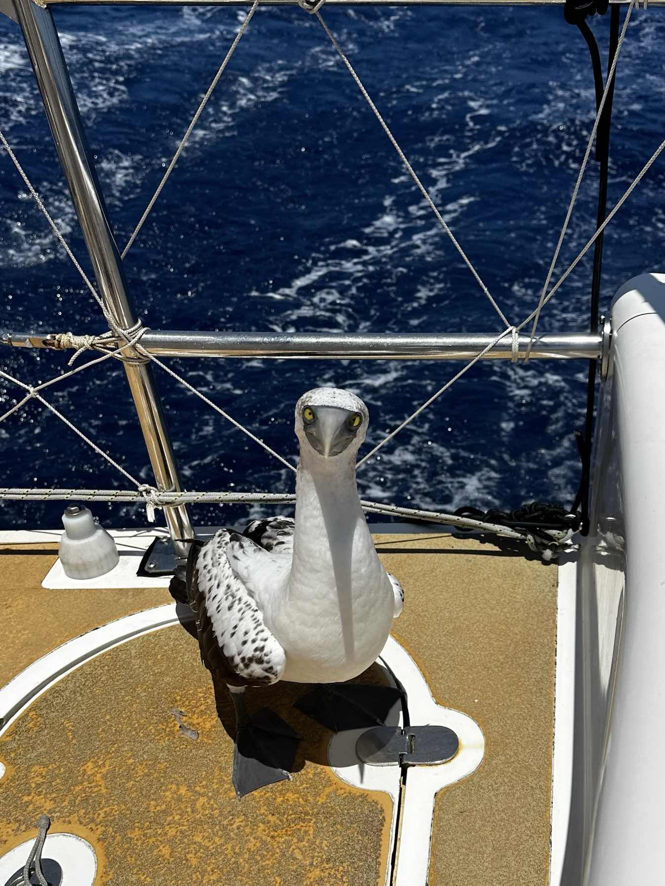 Clipper Race Seattle to Panama _FDD3F639-EA50-4D76-927E-48DD14B67BA1