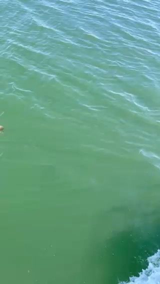 Voyage photo from Up a creek. Why Fernandina?