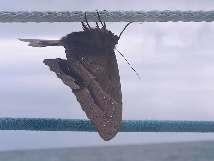 Voyage photo from Shelter Bay to Portobello 
