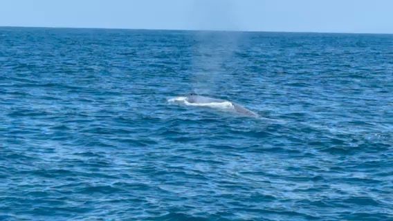 Voyage photo from Whale Watching on America