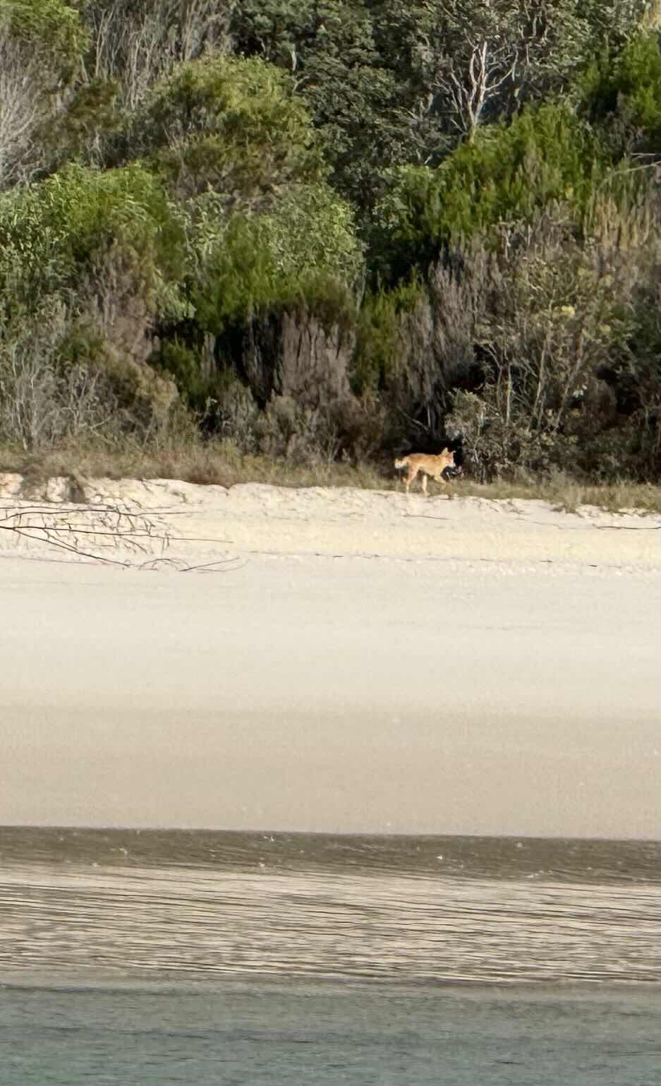 QLD26 16. Moon Point to Wathumba Creek, K’Gari_11637314-DDD3-4297-A27F-712DE72ABEE2