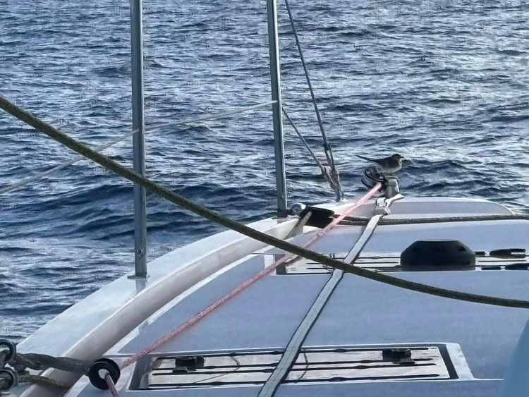 Voyage photo from Tangiers to Graciosa Island, Lanzarote.