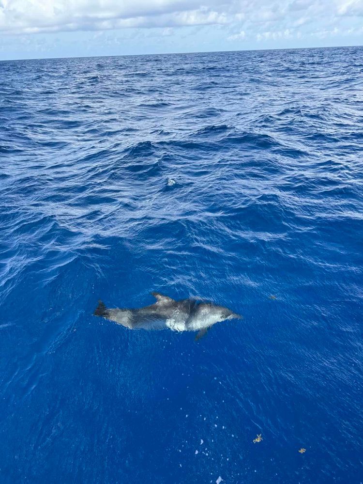 Voyage photo from Canal de Los Barcos, Cuba to Isla Mujeres Outer Banks, Mexico
