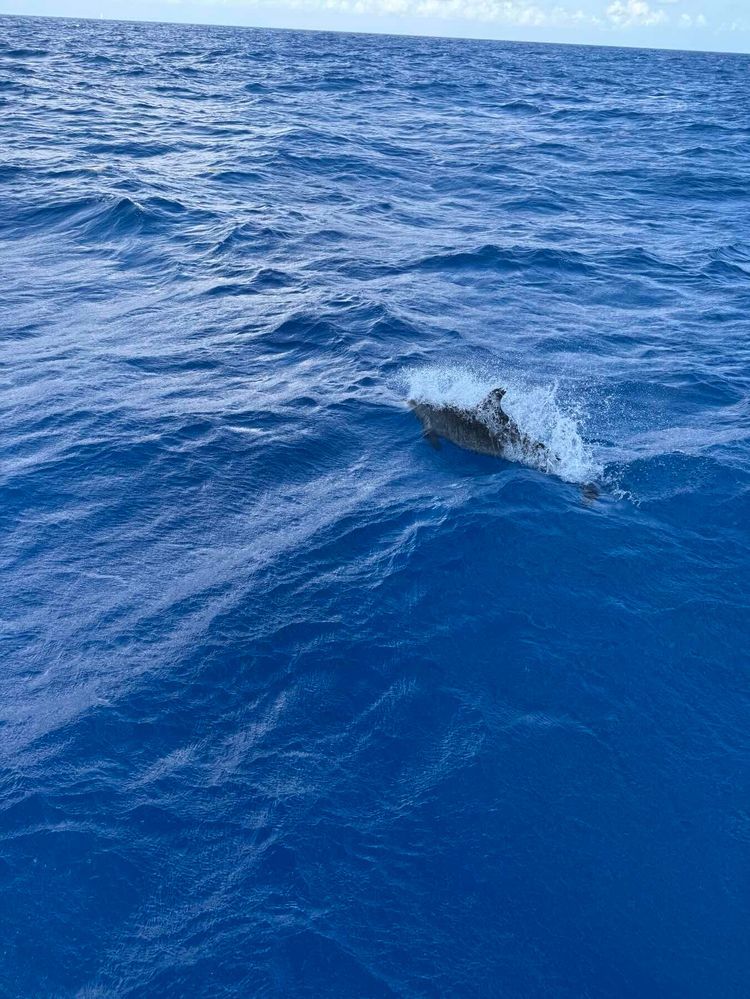 Voyage photo from Canal de Los Barcos, Cuba to Isla Mujeres Outer Banks, Mexico