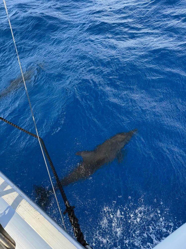 Voyage photo from Canal de Los Barcos, Cuba to Isla Mujeres Outer Banks, Mexico