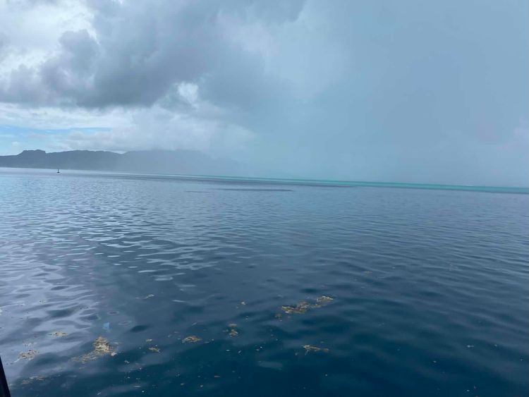 Voyage photo from Bora-Bora-Manta Snorkel->Tahaa-Ficus