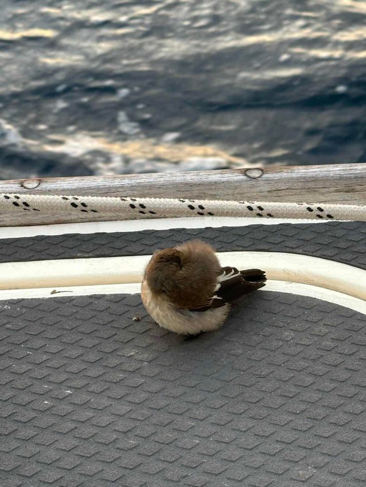 Voyage photo from New Grimsby IOS to Arklow (IE)