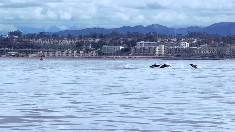 Voyage photo from Super Low Tide & Mini Dolphins🐬