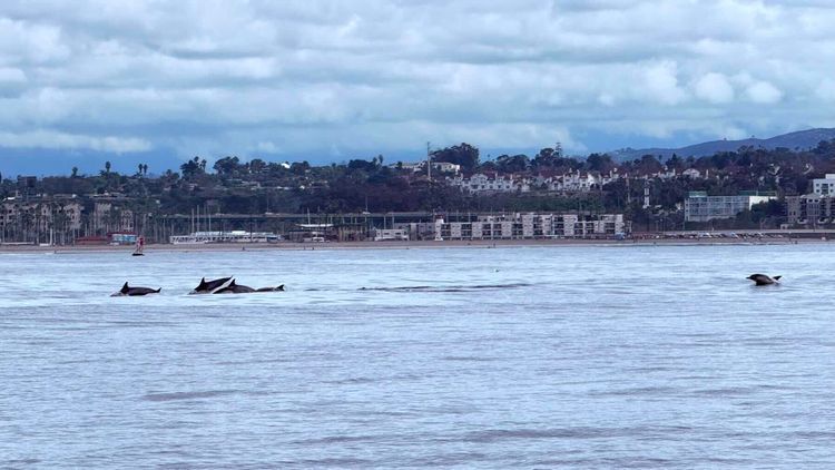 Voyage photo from Super Low Tide & Mini Dolphins🐬