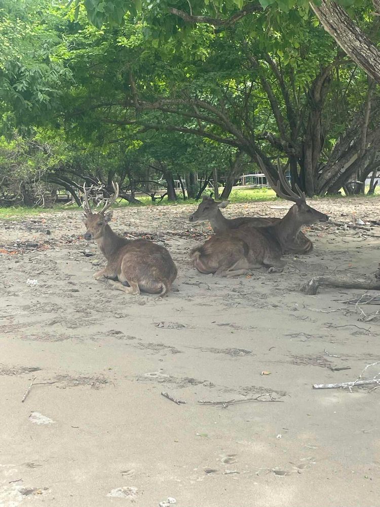 Voyage photo from Komodo Island to NE Komodo (Manta Point)