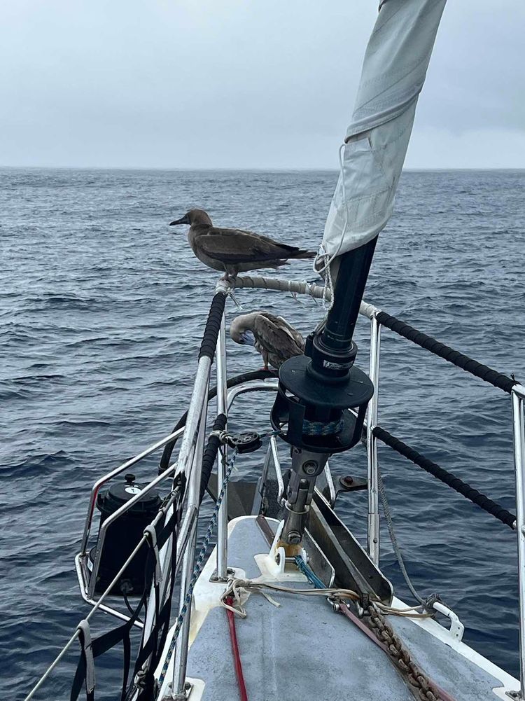 Voyage photo from San José Del Cabo to Puerto Ayora Santa Cruz, Galapagos.