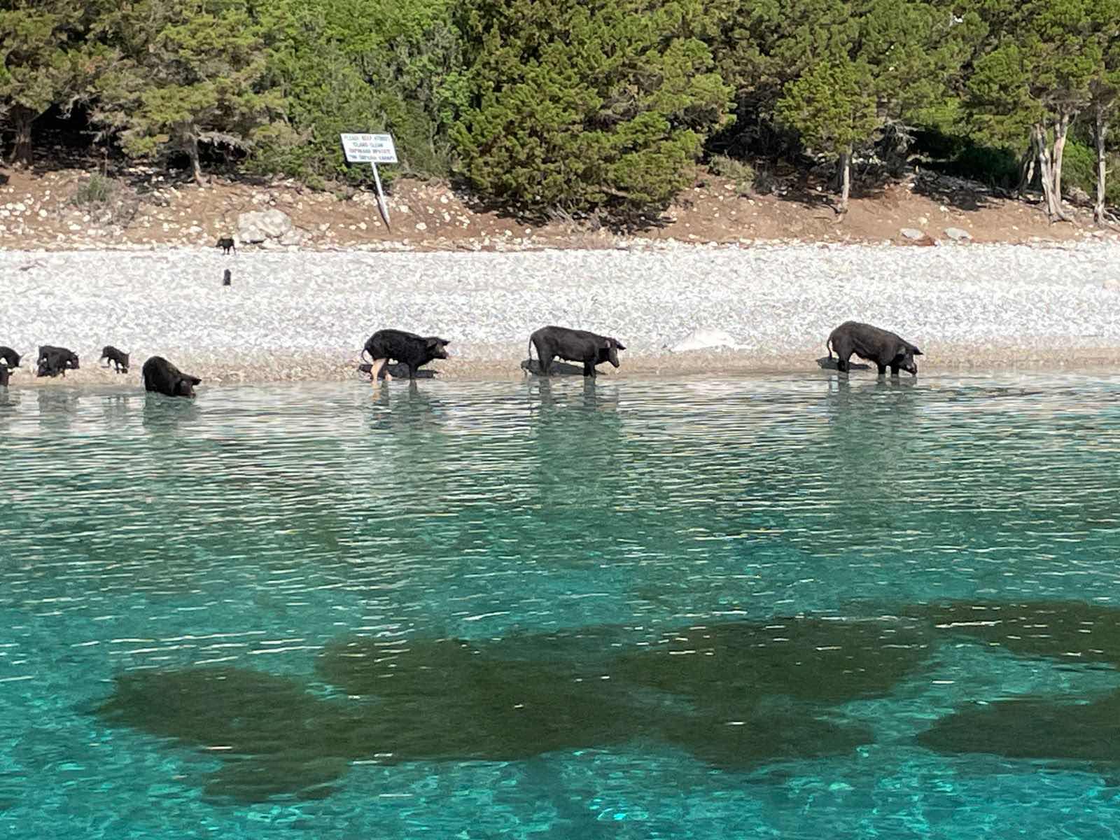 Sailing pigs at Atokos_EB70D561-0057-4AC3-80A7-3717A3500DB9