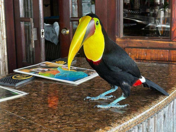 Voyage photo from Isla Pedro Gonzales to Isla San Jose (Perlas Panama) 