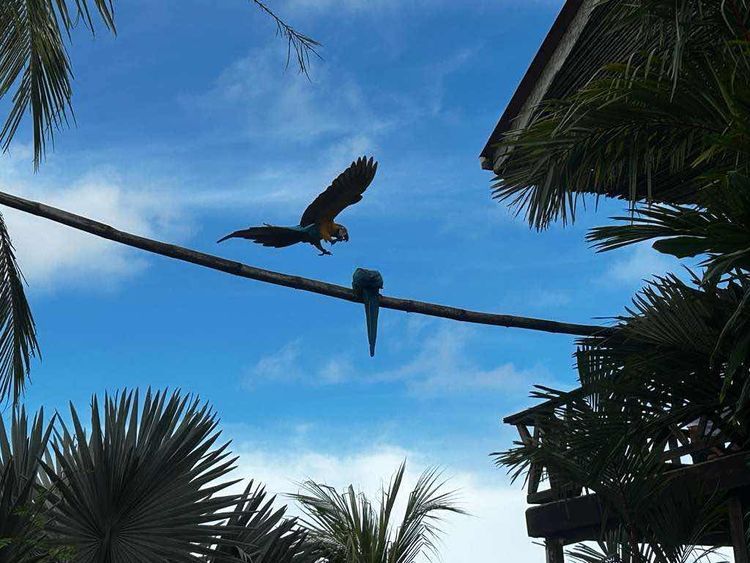 Voyage photo from Isla Pedro Gonzales to Isla San Jose (Perlas Panama) 