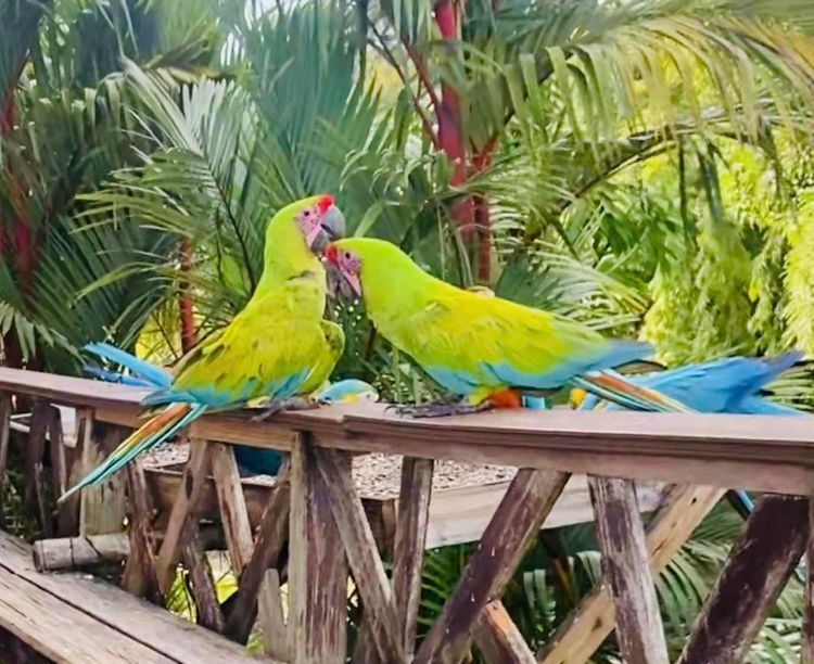 Voyage photo from Isla Pedro Gonzales to Isla San Jose (Perlas Panama) 