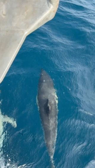 Voyage photo from Traversé Atlantique vers les Acores