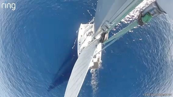 Voyage photo from Key Biscayne to Bimini