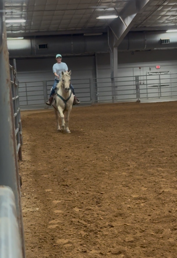 Dark Teal breastcollar