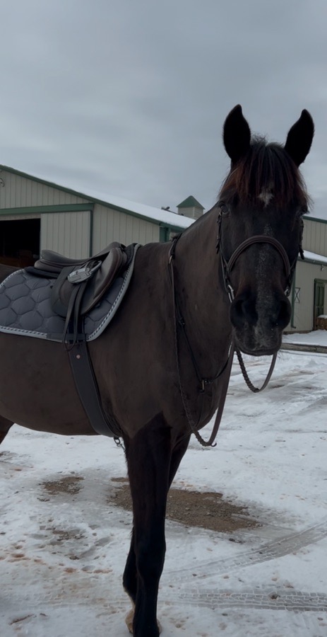 17.5 Atlas Arion saddle