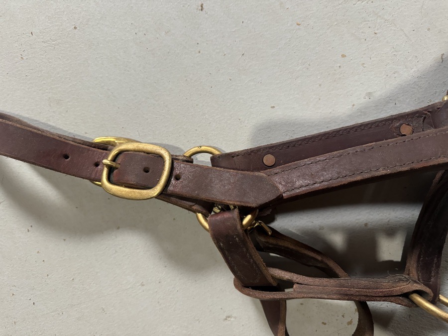 Quillin custom leather halter