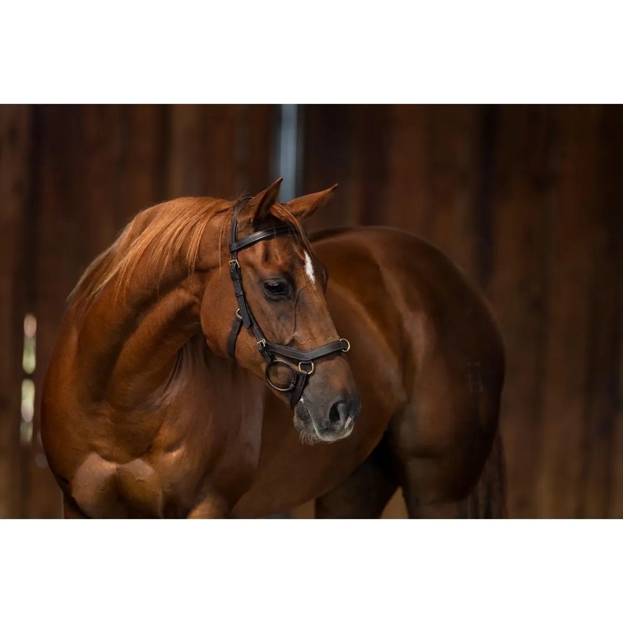 Rambo Micklem Original MultiBridle - Brown