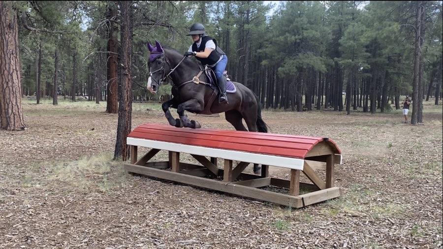 Irish Sporthorse Mare Half Lease